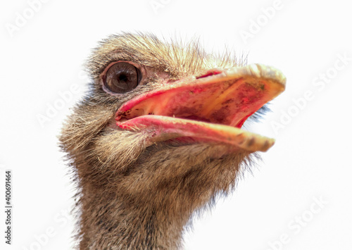 Ostrich portrait isolated on white