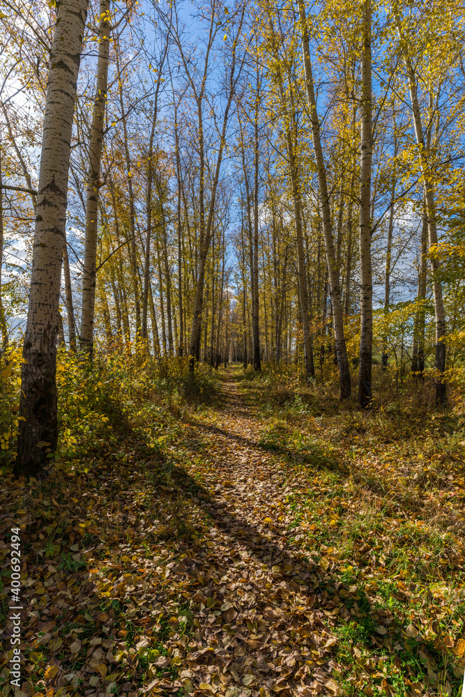 Fototapeta premium The beauty of autumn nature.
