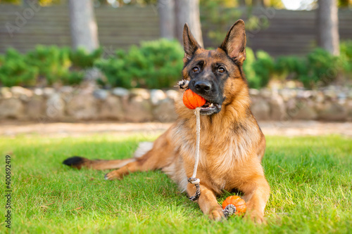 German shepherd dog playing with an orange ball in its mouth. Portrait of a playing purebred dog in summer park. 
