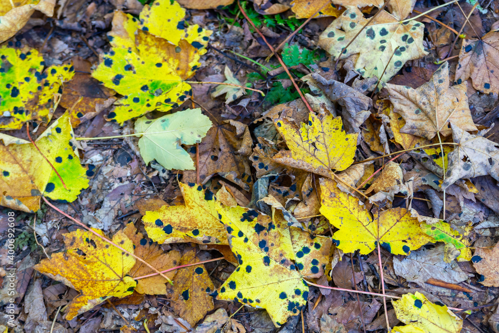 Colourful fall leaves with black acid burn points or acid burn stains