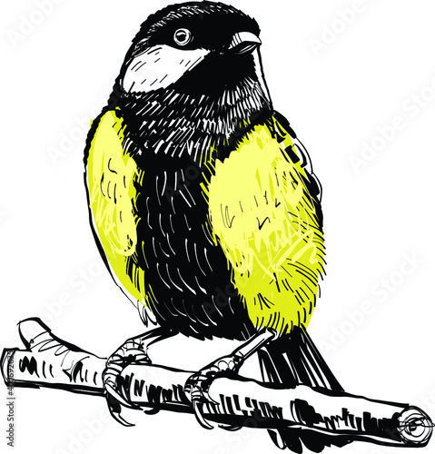 the tit bird on a branch