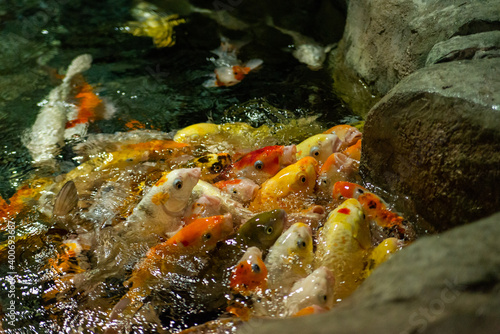 Big colorful Koi carp fish in a aquarium © rostovdriver