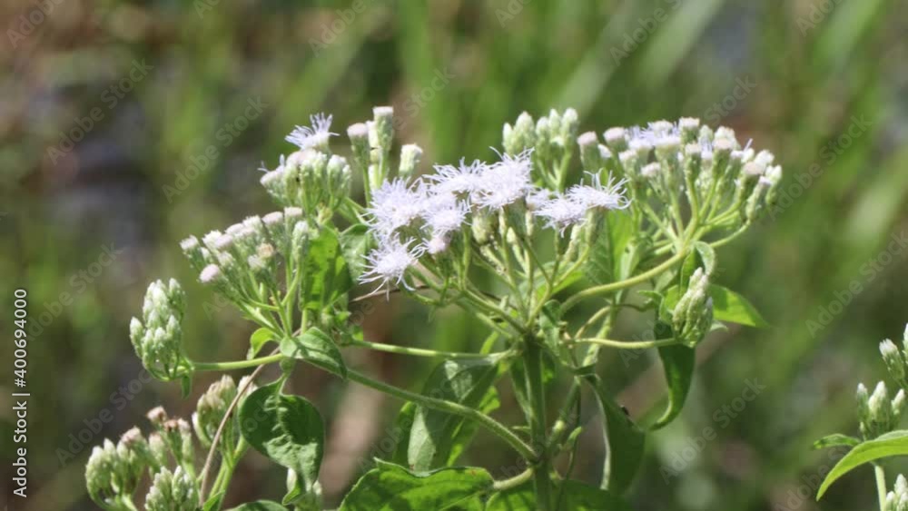 Chromolaena odorata flower are blooming in the forest Chromolaena odorata flower are blooming in the forest