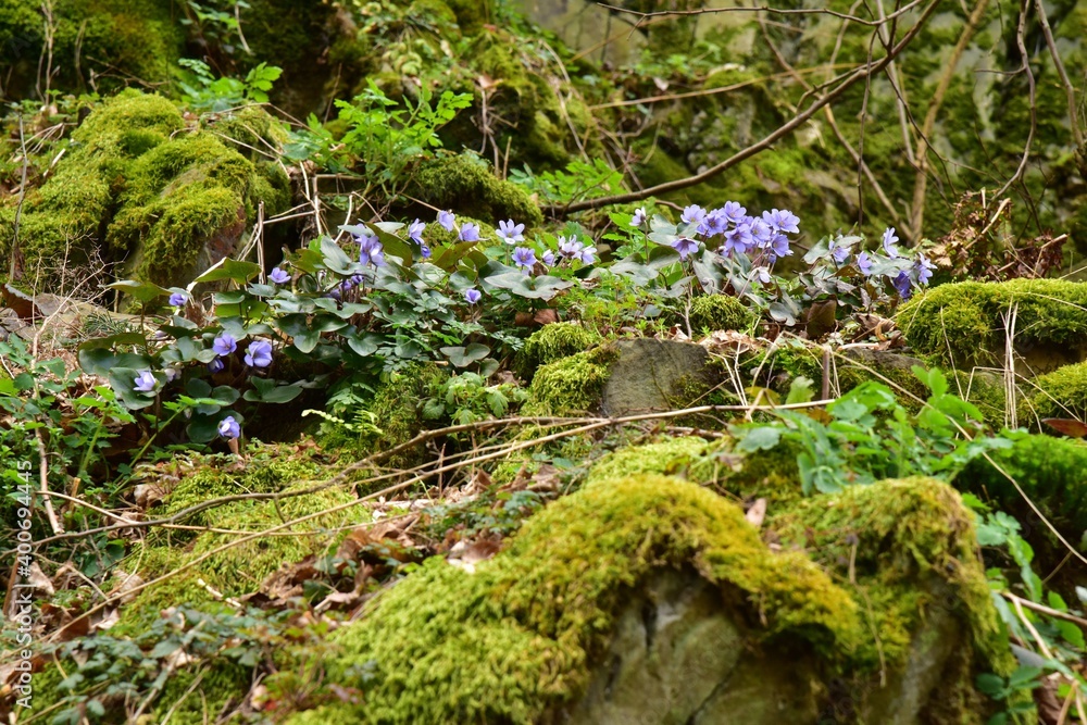 Purple Pennywort during spring in a forest. It is also called Anemone hepatica or Kidneywort. Purple Pennywort during spring in a forest. It is also called Anemone hepatica or Kidneywort.