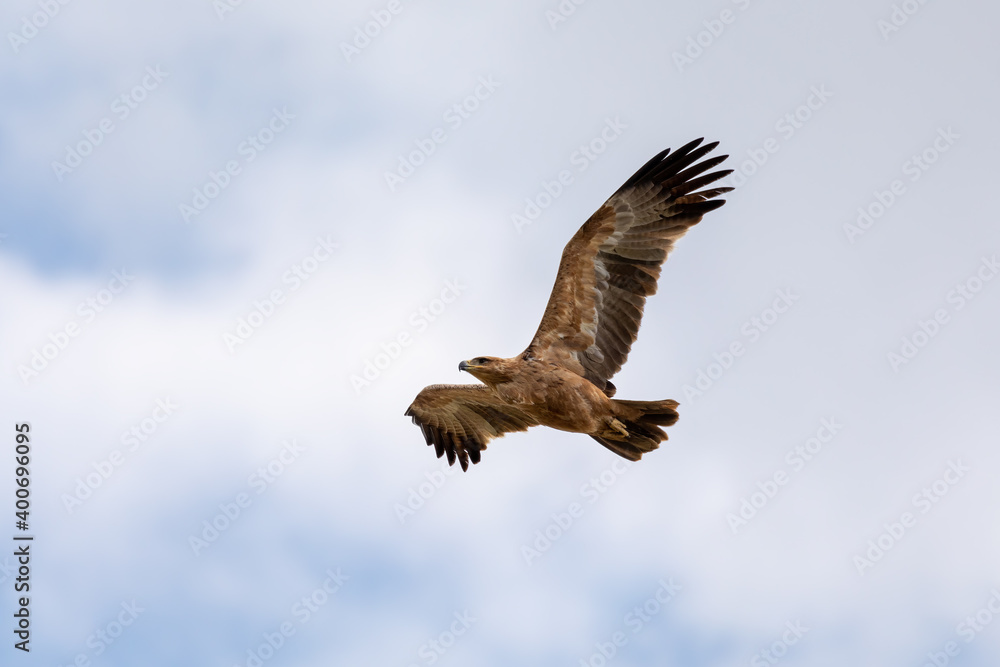 Obraz premium bird of prey Black kite flying against sky, Milvus migrans, Etosha game reserve, Namibia safari wildlife