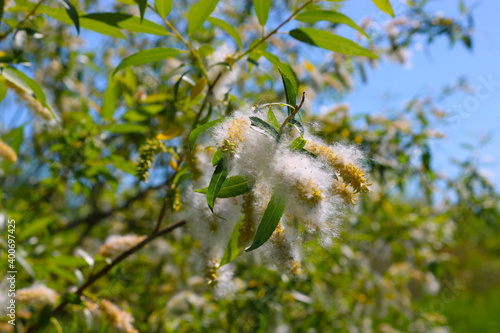 Fotografie Willow fluff on branches