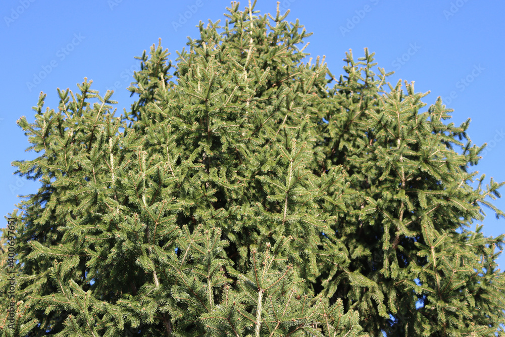 Close-up of Pine tree against blue sky on a sunny day Close-up of Pine tree against blue sky on a sunny day
