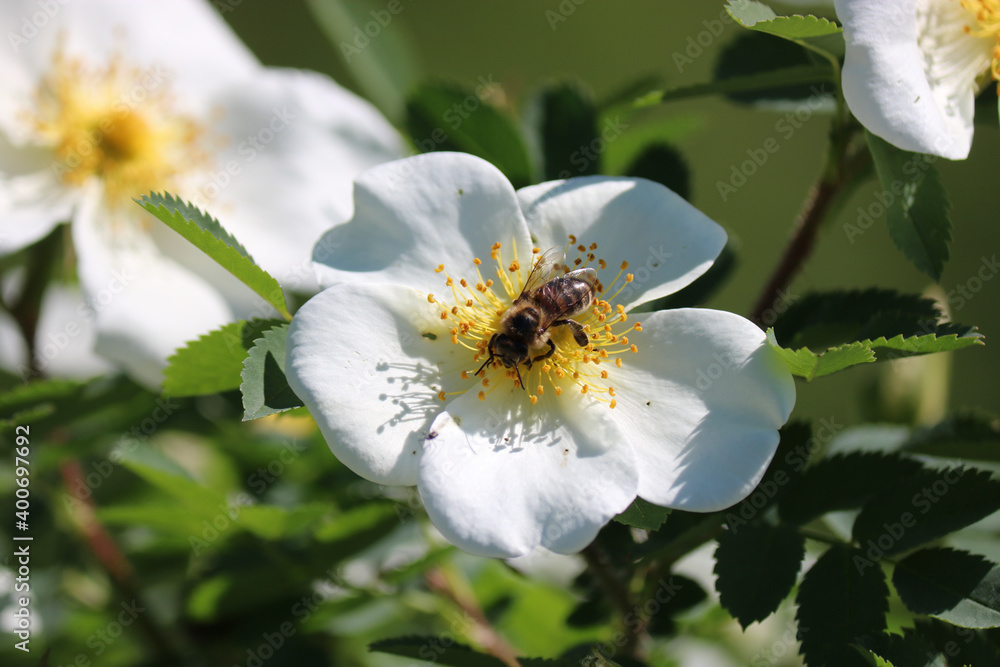 The bee collects the sweet pollen from the white rosehip flower. Macro photography. The world of insects. Selective focus. The bee collects the sweet pollen from the white rosehip flower. Macro photography. The world of insects. Selective focus.