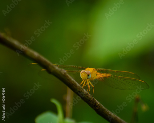 close up of a dragonfly © Jitender kumar