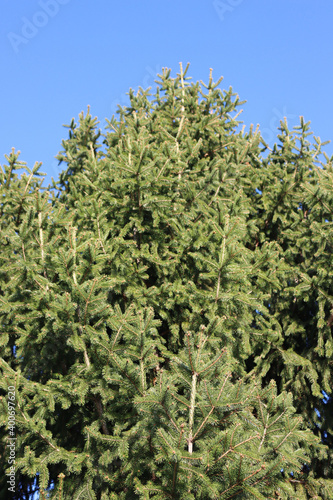 Wallpaper Mural Close-up of Pine tree against blue sky on a sunny day Torontodigital.ca