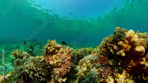 Fototapeta Naklejka Na Ścianę i Meble -  Tropical fishes and coral reef at diving. Beautiful underwater world with corals and fish. Philippines.