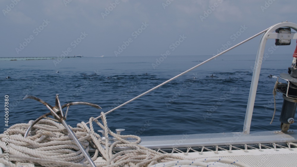 Fototapeta premium bottlenose dolphins swim and play