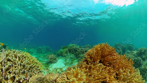 Blue Sea Water and Tropical Fish. Tropical underwater sea fish. Philippines.