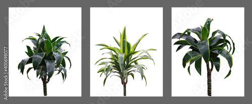 Vector set of three green dracaena isolated on white background. Bright sunny summer detailed and accurate palm tree design in triangular low poly style. Floral design element.
