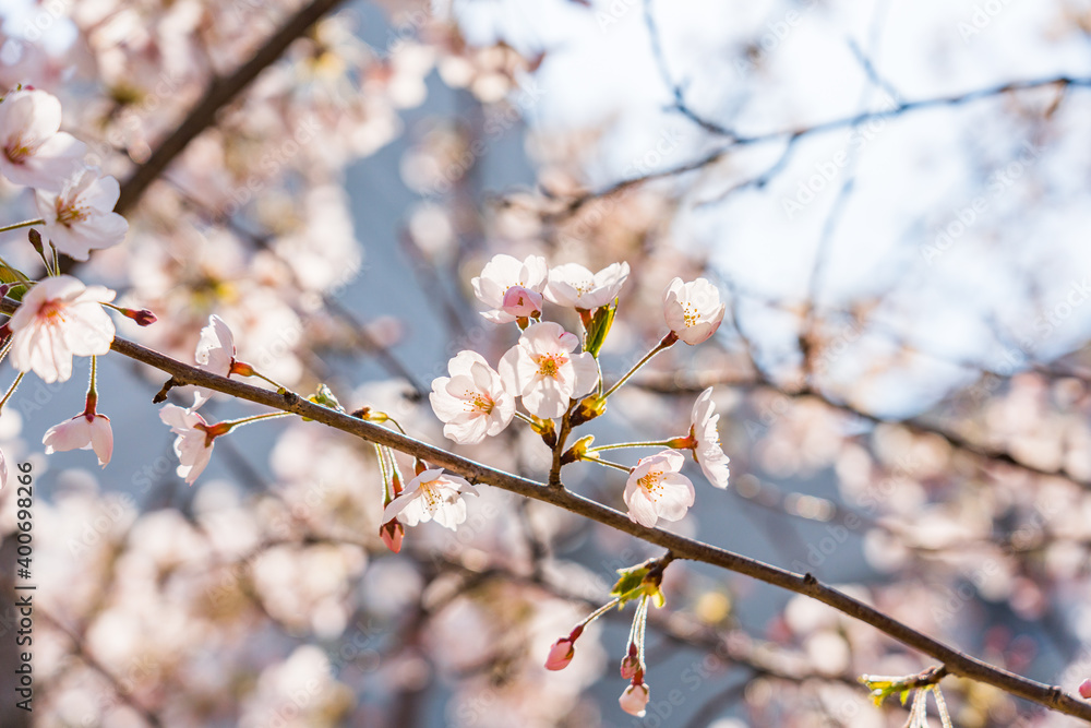 High resolution photos. Yongdap Station, Korea, Seoul, spring, flowers, cherry blossom, flower trees, blue, branch, daytime, flower, petal, white, twig, blossom, beauty, botany, cherry blossom, wildfl High resolution photos. Yongdap Station, Korea, Seoul, spring, flowers, cherry blossom, flower trees, blue, branch, daytime, flower, petal, white, twig, blossom, beauty, botany, cherry blossom, wildfl