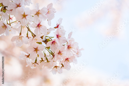 High resolution photos. Yongdap Station, Korea, Seoul, spring, flowers, cherry blossom, flower trees, blue, branch, daytime, flower, petal, white, twig, blossom, beauty, botany, cherry blossom, wildfl