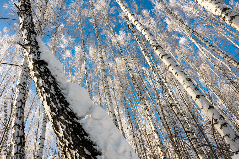 Snow-covered trunks of birches streaming into a bright blue sky on a sunny winter day.