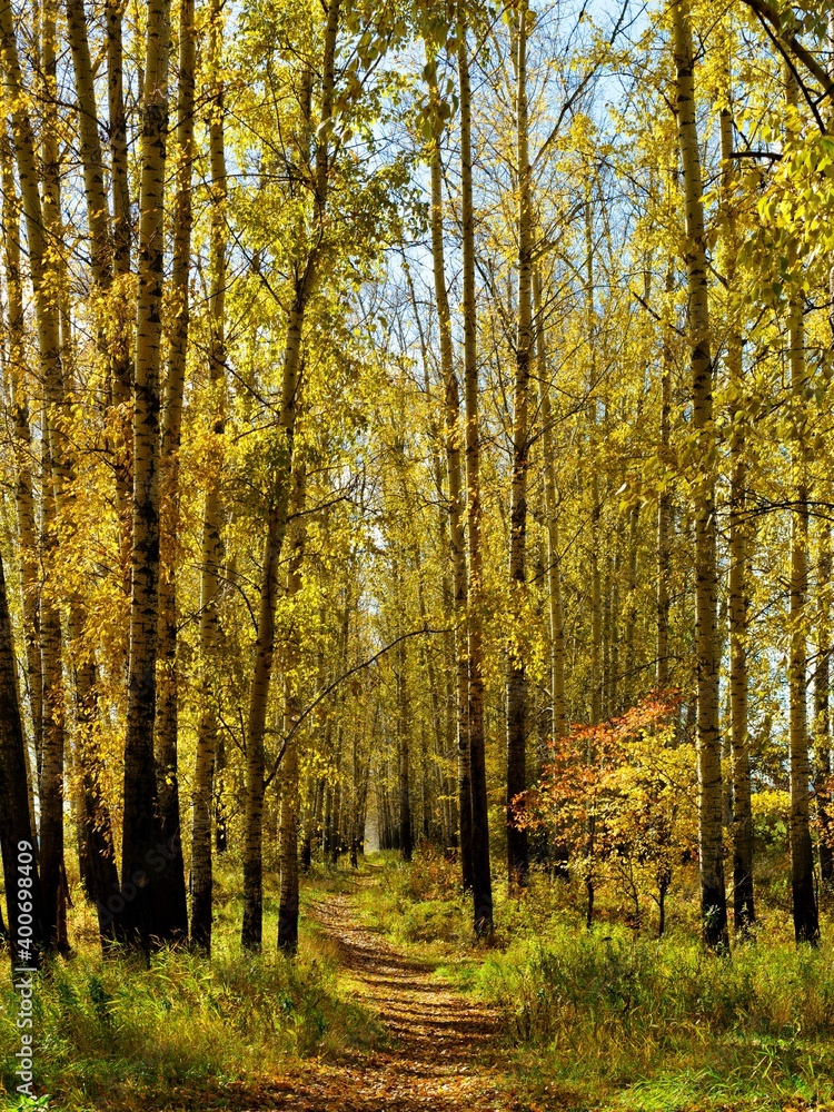 The beauty of autumn nature. The beauty of autumn nature.