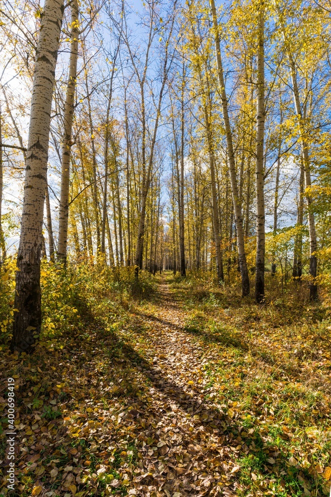 Obraz premium The beauty of autumn nature.