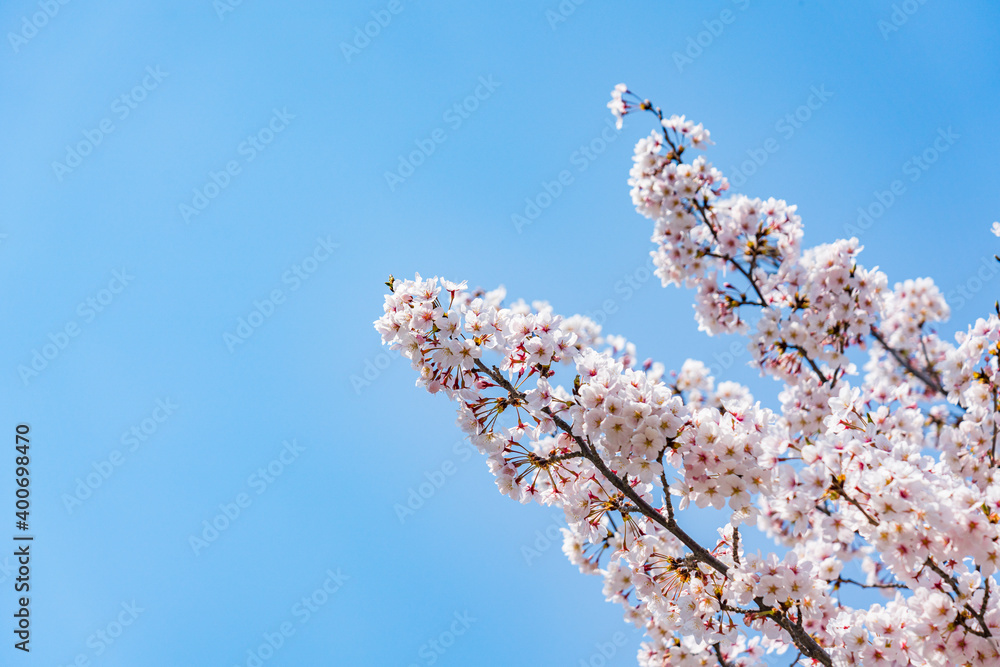 High resolution photos. Yongdap Station, Korea, Seoul, spring, flowers, cherry blossom, flower trees, blue, branch, daytime, flower, petal, white, twig, blossom, beauty, botany, cherry blossom, wildfl High resolution photos. Yongdap Station, Korea, Seoul, spring, flowers, cherry blossom, flower trees, blue, branch, daytime, flower, petal, white, twig, blossom, beauty, botany, cherry blossom, wildfl