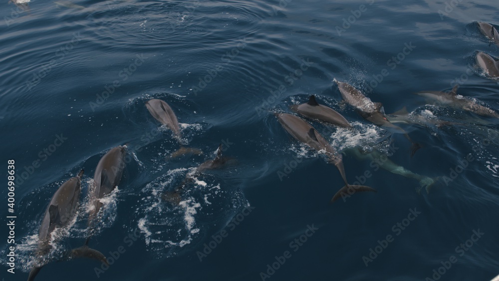 bottlenose dolphins swim and play