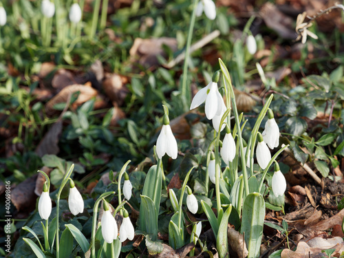 (Galanthus nivalis) Kleine Schneeglöckchen oder Gewöhnliches Schneeglöckchen photo