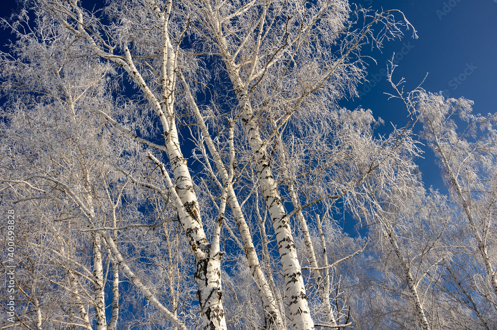 Snow-white birch trees covered with thick frost against the background of a bright blue sky. Snow-white birch trees covered with thick frost against the background of a bright blue sky.