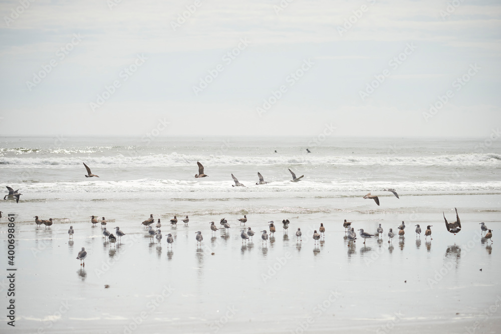 浜と海鳥 カモメ 海景