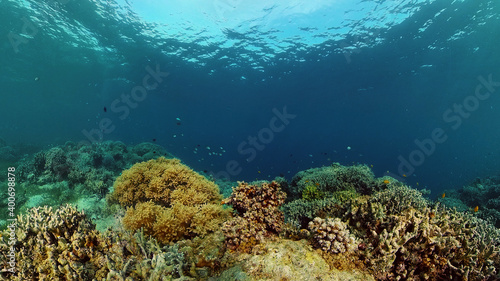 Beautiful underwater landscape with tropical fish and corals. Hard and soft corals, underwater landscape. Travel vacation concept. Philippines.