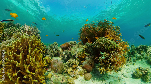 Coral reef and tropical fishes. The underwater world of the Philippines. Philippines. © Alex Traveler