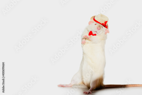 Fototapeta Naklejka Na Ścianę i Meble -  funny holiday white rat wearing a hat