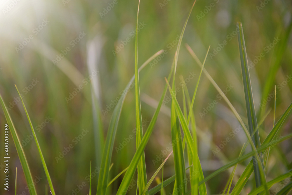 Grass close up in morning sunlight. Grass close up in morning sunlight.