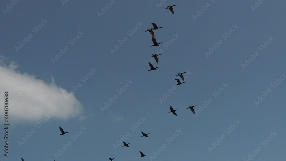 Slow motion shot of a flock of black cormorants flying in the sky, seen from below Slow motion shot of a flock of black cormorants flying in the sky, seen from below