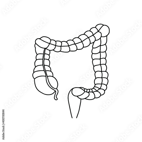 Human Colon illustration or  Large intestine. Vector, medicine concept. Realistic, outline Intestine icon isolated on white background. 