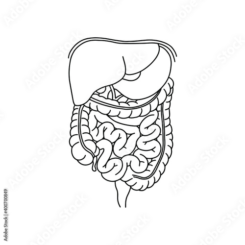 Human Digestive system illustration with description of the corresponding internal parts. Vector, medicine concept. Realistic, outline Intestine icon isolated on white background. 