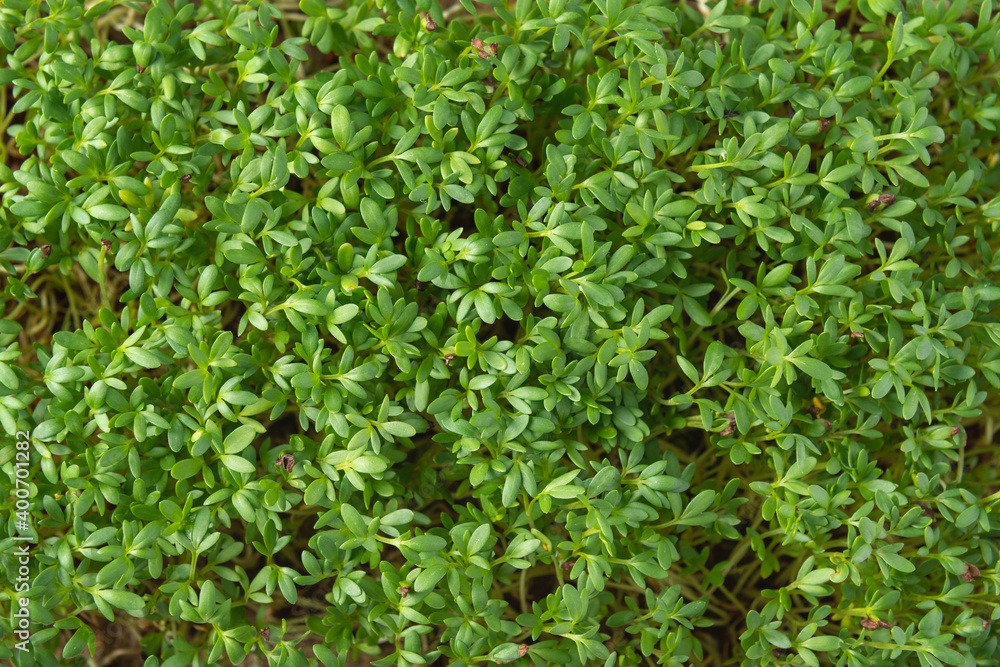 Watercress microgreens in the growing box on the white textured background. Top view. Watercress microgreens in the growing box on the white textured background. Top view.