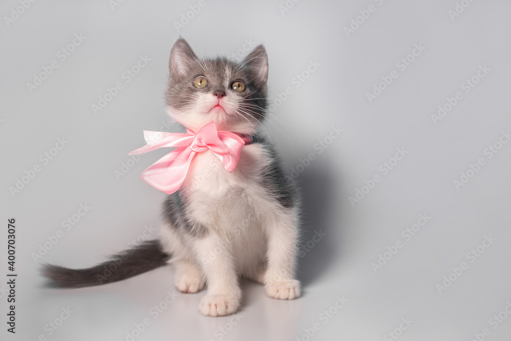 Cute and funny little white and gray playful  kitten with a pink ribbon around its neck looks up on a gray or white background: space for text, full height, soft focus