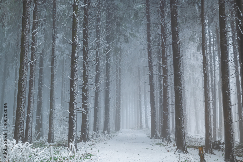 Naklejka premium Zima v lese, Bílé Karpaty
