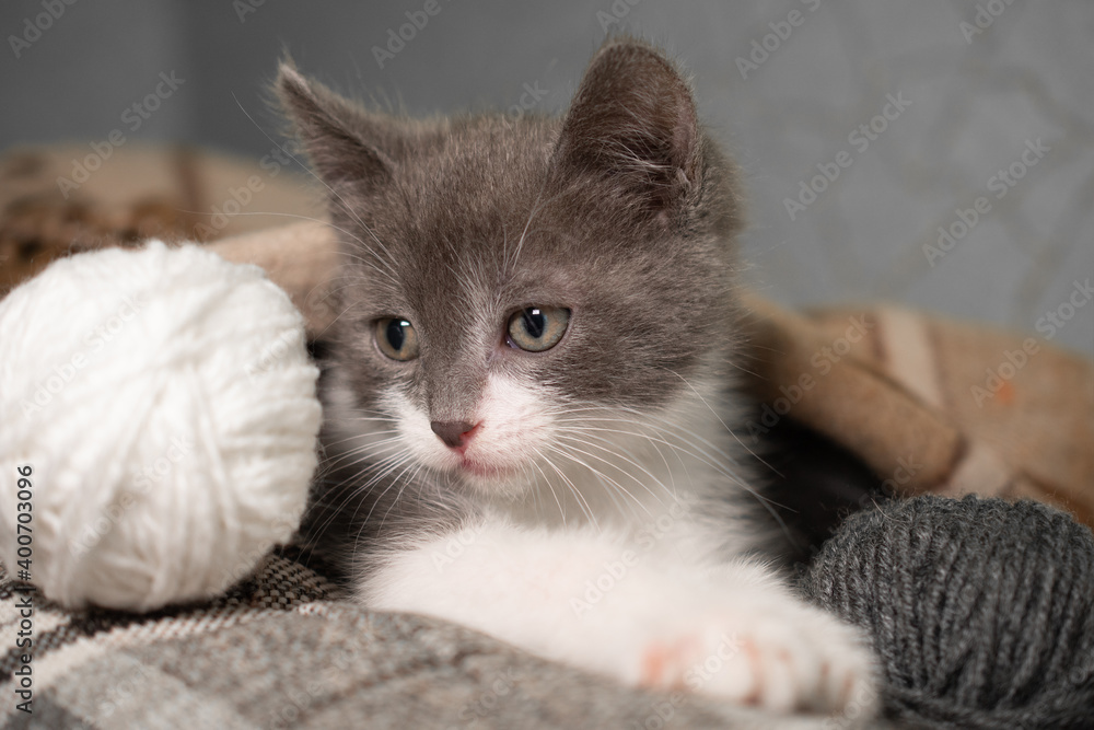 A small playful cute gray and white kitten lies covered with a plaid blanket next to a ball of knitting thread: a place for text, the kitten looks and holds its paws in a ball, soft focus