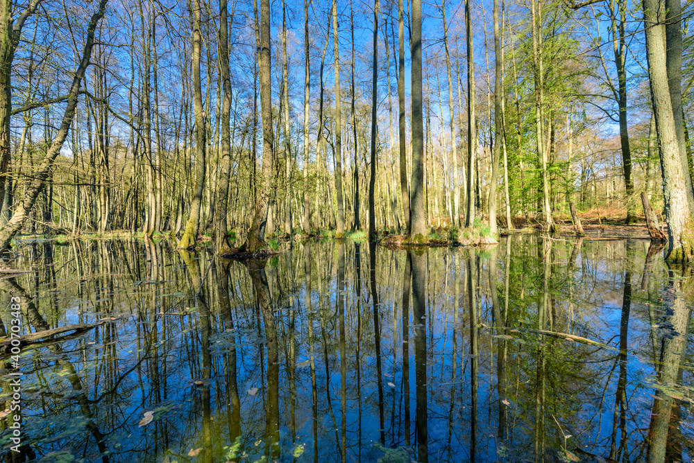 Wald-Sumpflandschaft Schorfheide Wald-Sumpflandschaft Schorfheide