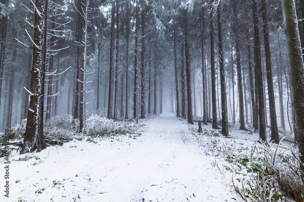 Fototapeta premium Zima v lese, Bílé Karpaty