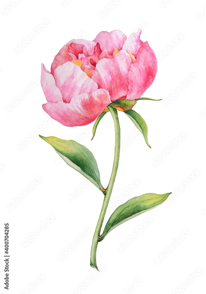Pink peony isolated on white. Watercolor illustration Pink peony isolated on white. Watercolor illustration