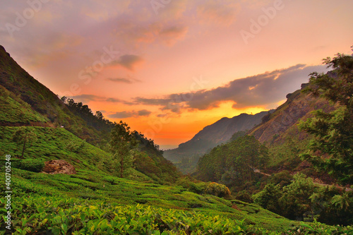 Sunset over tea garden in munnar. 