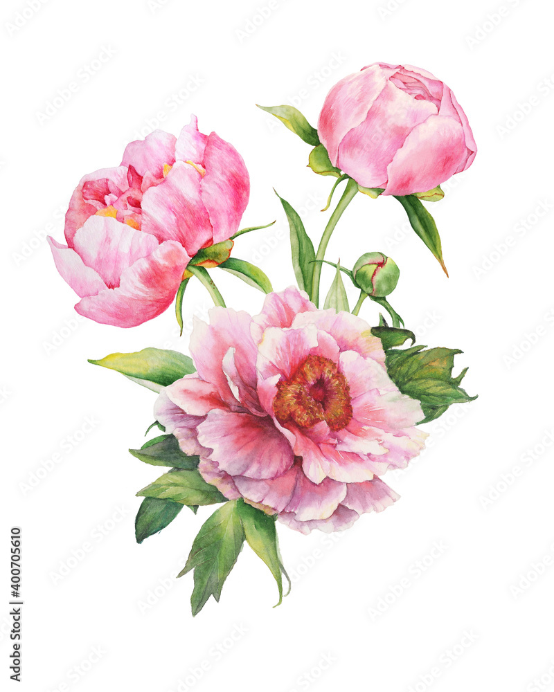 Bouquet of pink peonies. Watercolor illustration