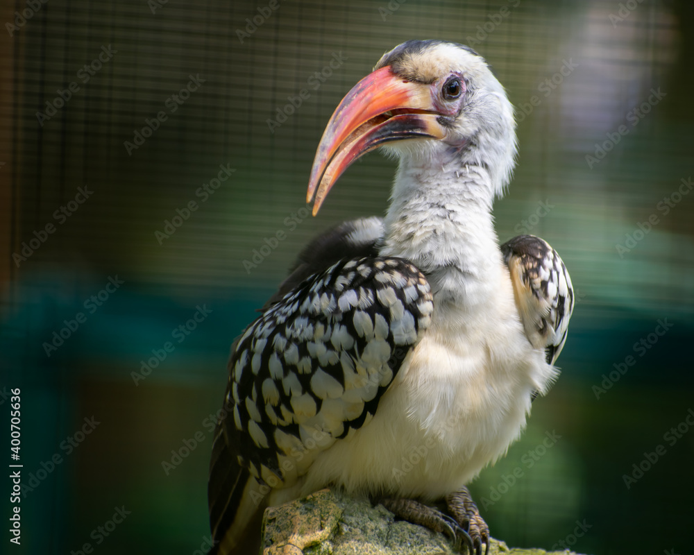 Fototapeta premium red billed hornbill
