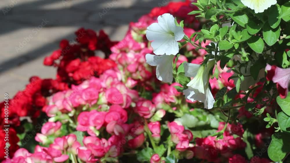 White  petunia with green leaf branch and sunshine in garden natural  colorful background