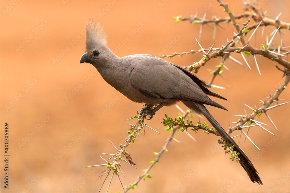 Fototapeta premium Grey Go-away-bird