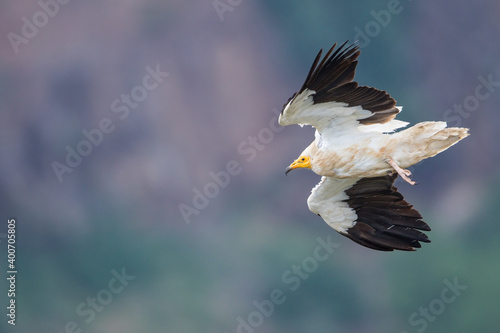 Aasgier, Egyptian Vulture, Neophron percnopterus © AGAMI