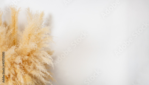 Dry pampas grass reeds agains on white wall background. Minimal, stylish, trend concept. Copy space