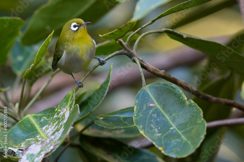 Green-backed White-eye, Zosterops xanthochroa photo